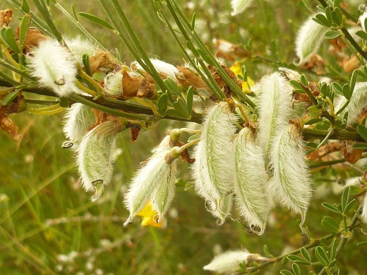 Cytisus striatus subsp. striatus (Fabaceae)